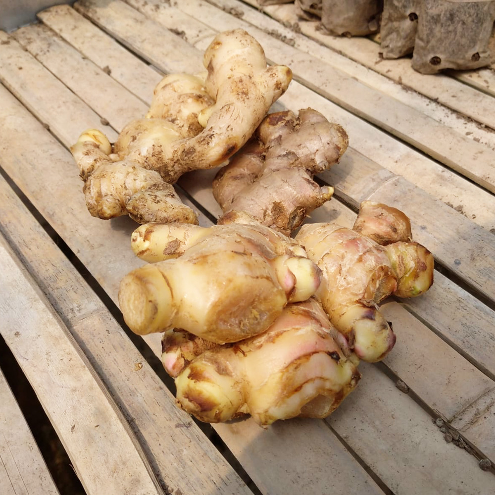 Ginger